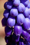 Common grape hyacinth